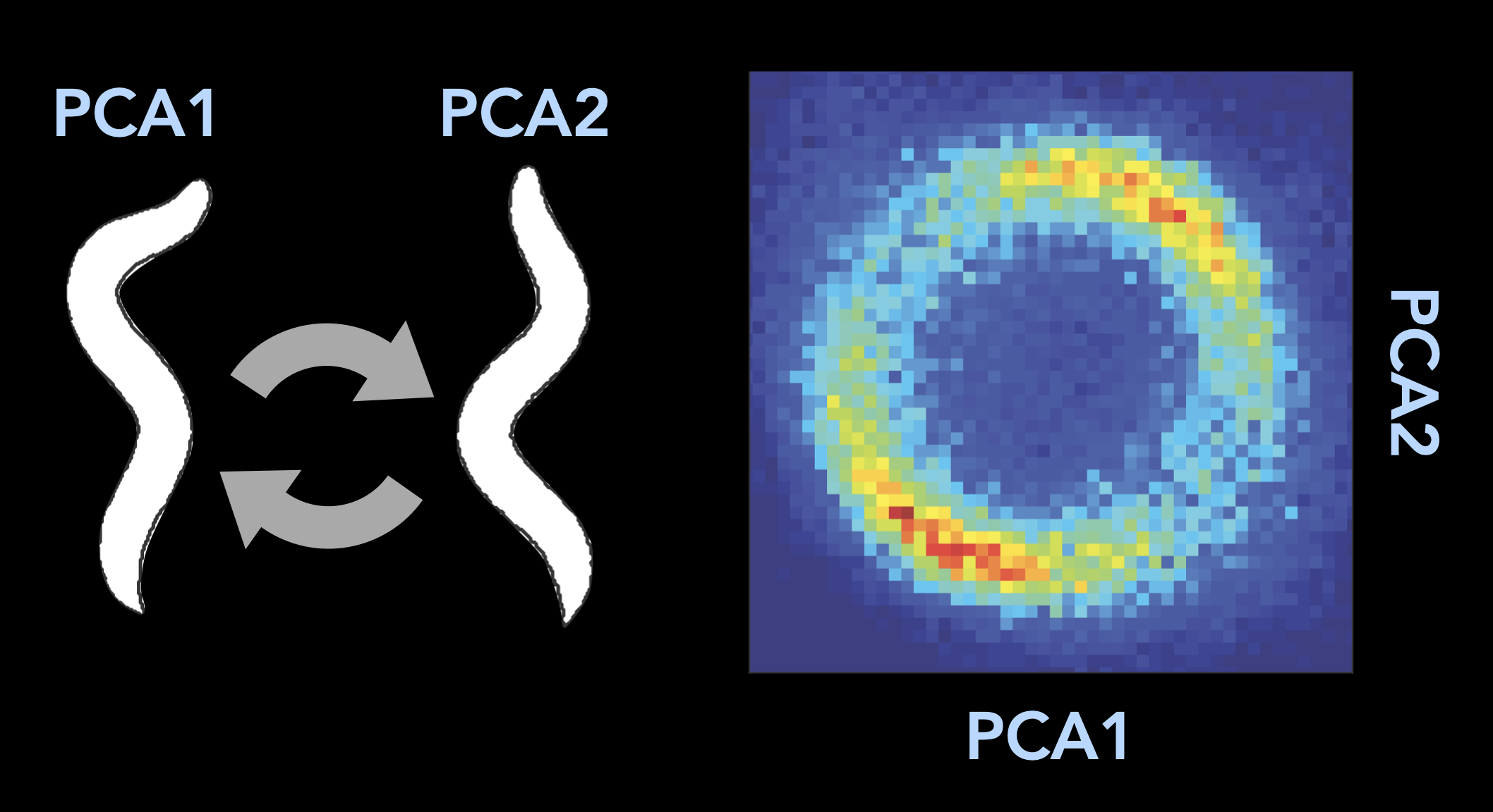 elegans posture